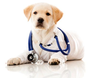 Centro Veterinario Egesta perro veterinario